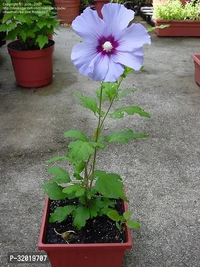 BLUE HABISCUS FLOWER PLANT