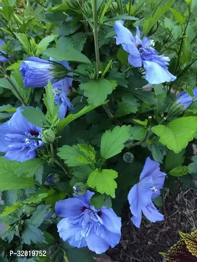 Blue habiscus flower plant