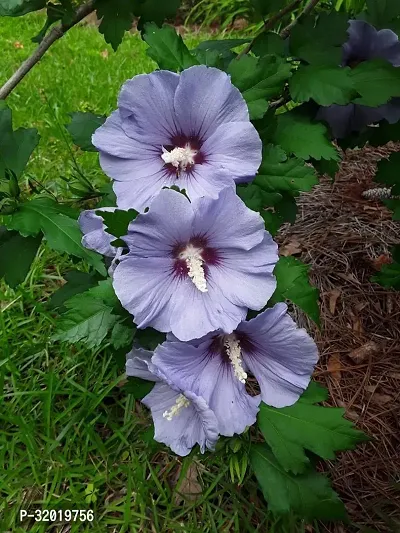 BLUE HABISCUS FLOWER PLANT