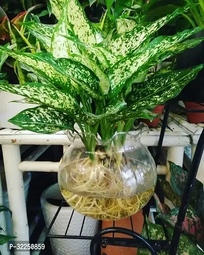 Aglaonema Snow White Air Purifying Plant