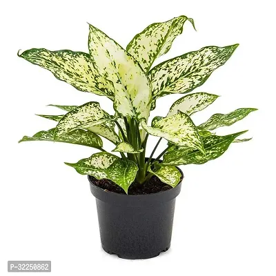 Aglaonema Snow White Air Purifying Hybrid Plant-thumb0