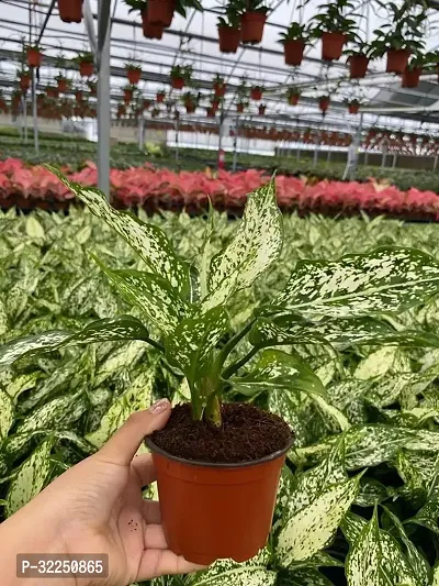 Aglaonema Snow White Air Purifying Hybrid Plant