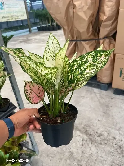 Aglaonema Snow White Air Purifying Hybrid Plant-thumb0