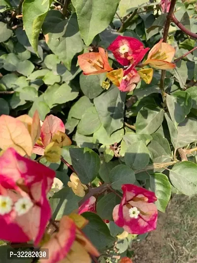 Bougainville flower plant-thumb0