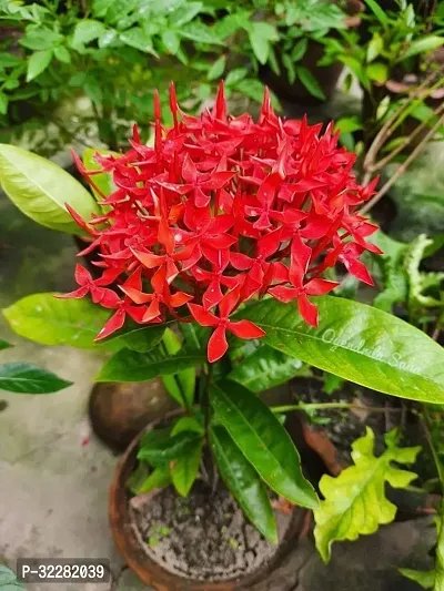 Red Ixora Flower plant-thumb0