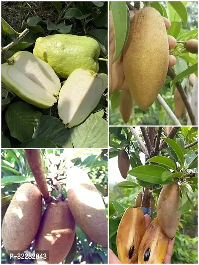 Long chiku and seedless guava fruit plant