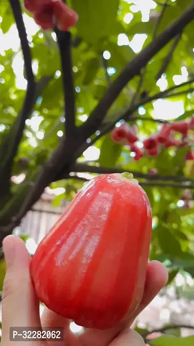 Red water apple fruit plant