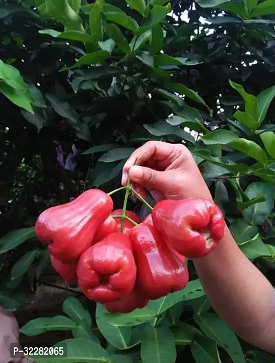 Red water apple fruit plant