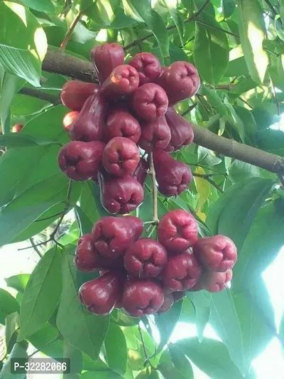 Red water apple fruit live plant