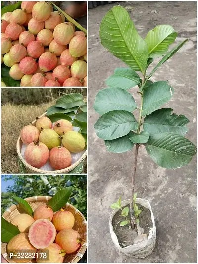 Guava fruit plant