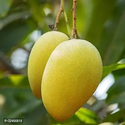 Sweet hybrid grafted Mallika mango fruit plant-thumb0