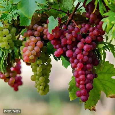 Sweet Grapes Fruit Plant Pack of 1-thumb0