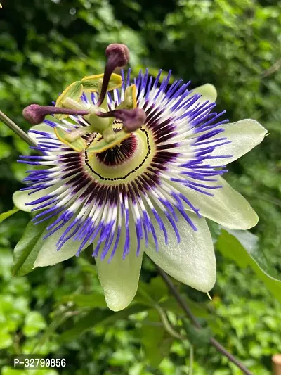 Passion flower plant-thumb0