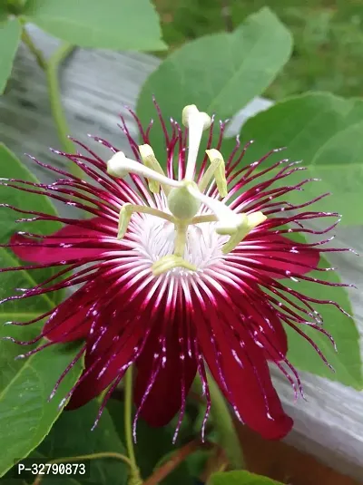 Passion flower plant-thumb0