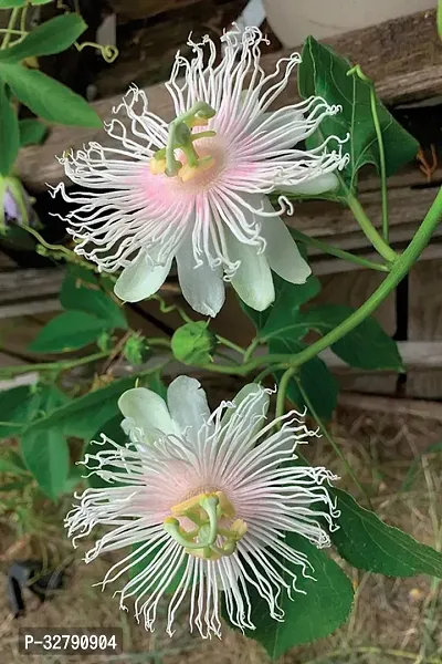 Passion flower plant-thumb0