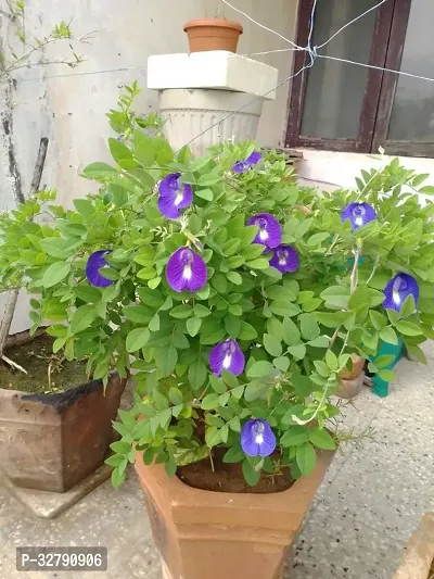 Aparajita flower plant