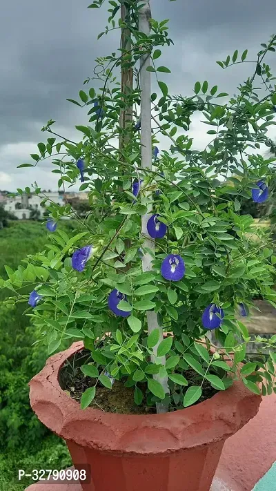 Aparajita flower plant-thumb0