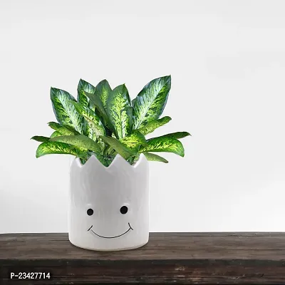 Smily Pineapple Cutting Ceramic Pot For Plants To Decorate Your Space And Fall In Joy (Office/Living Room/Dining Room/Garden)