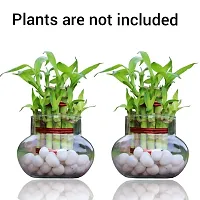 Mini Glass Flower Vase, Candy Jar, Money Plant, Bamboo Plant Vase For Home Decoration (Matka Shape Pot) - Pack of 2 Piece, 4 Inches-thumb1