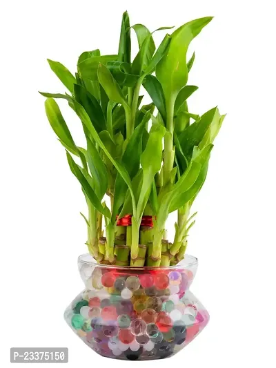 Lucky Bamboo Glass Pot, Mini Flower Vase For Living Room, Dining Table, Indoor Garden and Home Decoration - Pack of 1 Piece, 4 Inches-thumb0
