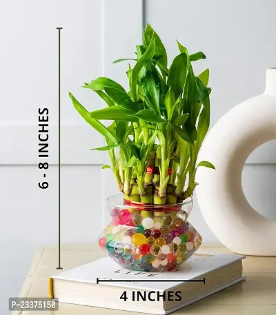 Lucky Bamboo Glass Pot, Mini Flower Vase For Living Room, Dining Table, Indoor Garden and Home Decoration - Pack of 1 Piece, 4 Inches-thumb4