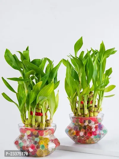 Lucky Bamboo Glass Pot, Mini Flower Vase For Living Room, Dining Table, Indoor Garden and Home Decoration - Pack of 2 Piece, 4 Inches