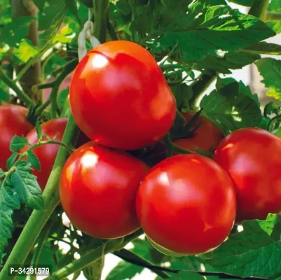 Vegetable Tomato 200 Seeds-thumb0