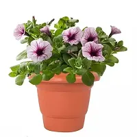 Plant and flower pot/Gamla for gardening purposes (Pack of 12)-thumb2