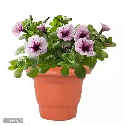 Plant and flower pot/Gamla for gardening purposes (Pack of 12)-thumb3