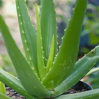 Alovara plant-thumb1