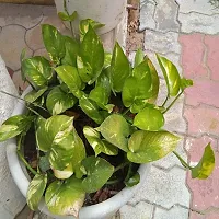 Money plant-thumb1