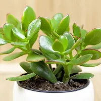 Thebhowmick Jade live Plant with Pot-thumb1