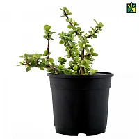 Thebhowmick Jade live Plant With Pot-thumb1