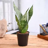 Thebhowmick Snake live Plant With Pot-thumb1