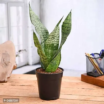 Thebhowmick Snake live Plant With Pot-thumb2