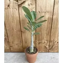 THE BHOWMICK adenium Plant (Pack of 2) with plastic pot-thumb1