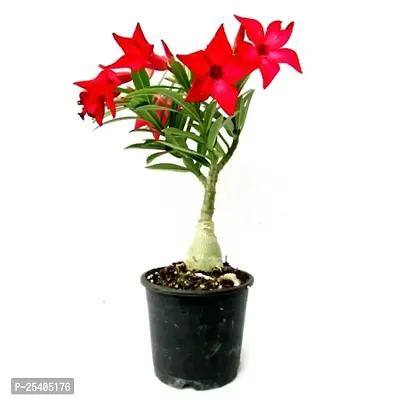 THE BHOWMICK adenium  plant with plastic pot (Pack of 1 )