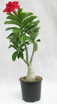 THE BHOWMICK adenium  plant with plastic pot (Pack of 1 )-thumb1