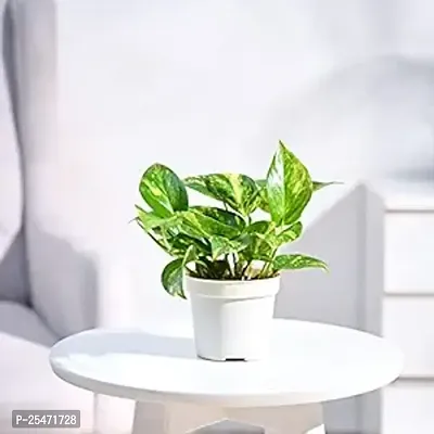 money plant (pack of 1)