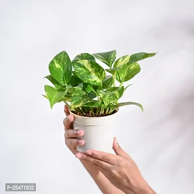 Money Plant-thumb0