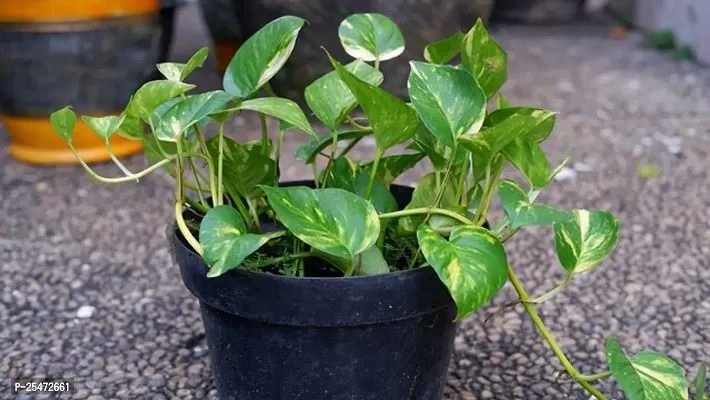 Money  plant  combo pack of 2