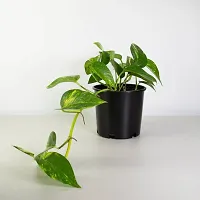 Money Plant With Beautiful plastic  pot (combo pack 2)-thumb3