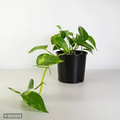 Money Plant With Beautiful plastic  pot (combo pack 2)-thumb4