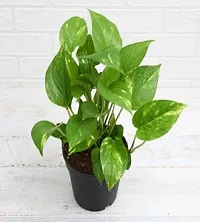 Money Plant With Beautiful plastic  pot (combo pack 2)-thumb1