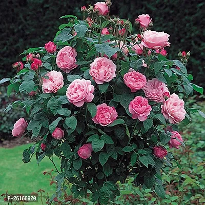 pink rose plant  (pack of 1)