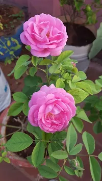 pink rose plant  (pack of 1)-thumb1