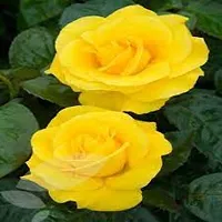 yellow Rose Plant with  plastic pot (Pack of 1)-thumb1