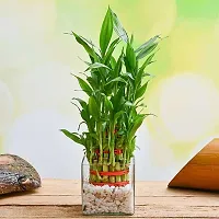 Good lucky Bamboo  Plant ( pack of 1)-thumb1