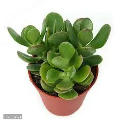 Jade Plant With plastic pot-thumb0