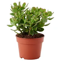 Jade Plant With plastic pot-thumb1